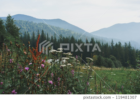 Green meadow with wild flowers on mountains forest hills background,nature, summer landscape Green meadow with wild flowers on mountains forest hills background,nature, summer landscape 119481307
