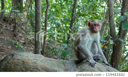 Flock of Indian macaques in dry season. Flock of Indian macaques in dry season. 119481682