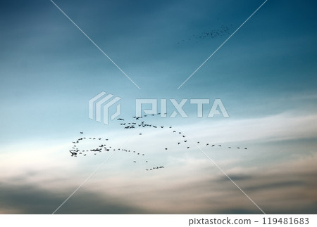Birds arrive from distant countries. Flocks of birds Birds arrive from distant countries. Flocks of birds 119481683