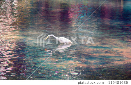 Great white egret hunting for small fish Great white egret hunting for small fish 119481686