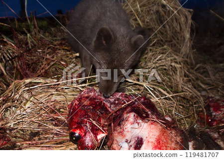 Blue foxes come at night to devour carcasses of seals Blue foxes come at night to devour carcasses of seals 119481707