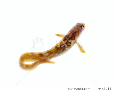 very attractive animal in different poses 119481711
