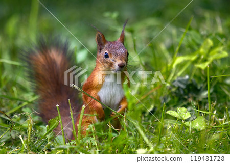 Squirrel on forest lawn, among grass Squirrel on forest lawn, among grass 119481728
