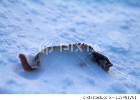 Caught and snow-covered fish mother-of-eels 119481761