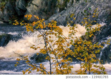 Autumn, yellow leaves, waterfall 119481765