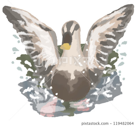 斑嘴鴨拍打翅膀濺起水花 斑嘴鴨拍打翅膀濺起水花 119482064