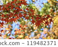 秋天的樹葉顏色美麗，秋天的風景，生動的秋天樹葉 119482371