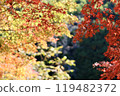 秋天的樹葉顏色美麗，秋天的風景，生動的秋天樹葉 119482372
