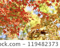 秋天的樹葉顏色美麗，秋天的風景，生動的秋天樹葉 119482373