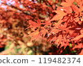 秋天的樹葉顏色美麗，秋天的風景，生動的秋天樹葉 119482374