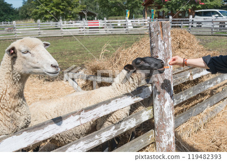 [Sheep eating carrots] 119482393