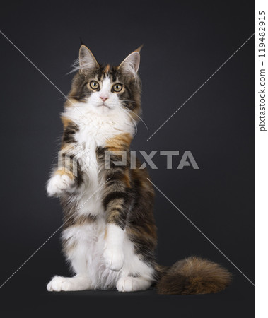Maine Coon cat on black background Maine Coon cat on black background 119482915