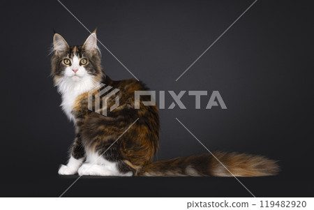 Maine Coon cat on black background 119482920