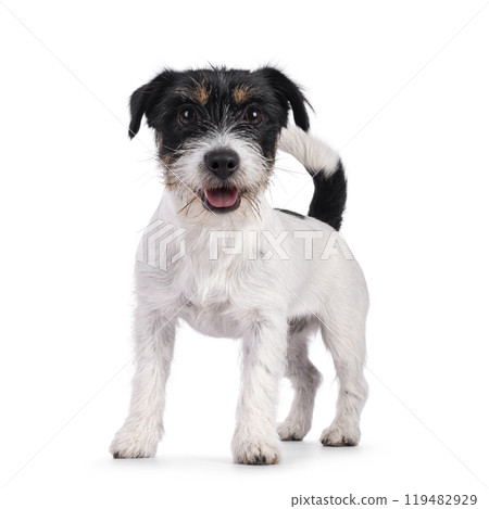 Jack Russel dop puppy on white background Jack Russel dop puppy on white background 119482929