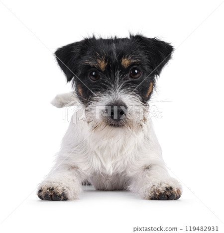 Jack Russel dop puppy on white background 119482931