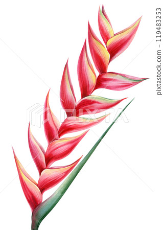 Tropical exotic heliconia flower illustration, red watercolor botanical art, hand-painted flora summer design, nature 119483253
