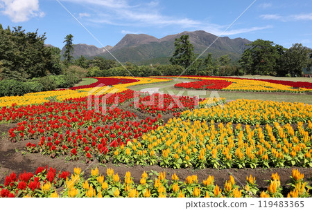 Cockscomb of Kuju Cockscomb of Kuju 119483365
