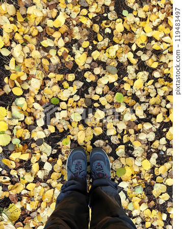 Walking on a carpet of yellow leaves in autumn, enjoying nature's beauty in a serene forest setting Walking on a carpet of yellow leaves in autumn, enjoying nature's beauty in a serene forest setting 119483497
