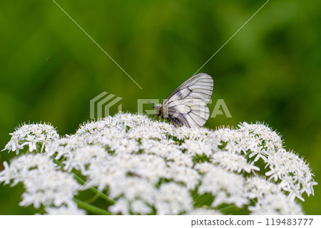 Fish caterpillar 119483777