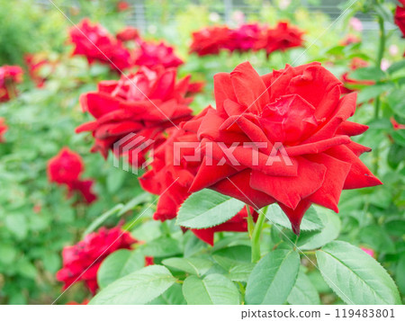 Rose of Nakanoshima Park 119483801