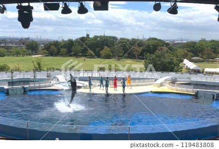 海豚表演2 119483808