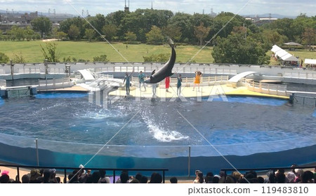 海豚表演3 119483810