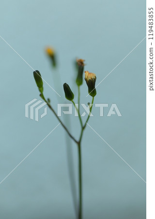 Onitabirako 的簡單花蕾 119483855