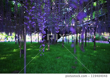 在紫藤樹上發芽 在紫藤樹上發芽 119484048
