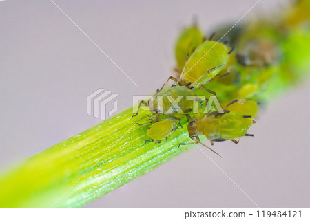Aphids on the stem of a plant 119484121