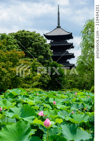 Pink lotus flowers blooming with the five-story pagoda of Toji Temple in the background 119484201