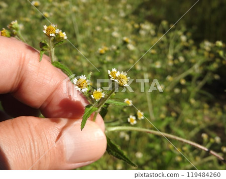 菊花 菊花 菊花 菊花 119484260