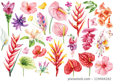 Hand-painted watercolor tropical flower. Exotic paradise botanical set heliconia magnolia anthurium, hibiscus. Flora art 119484262