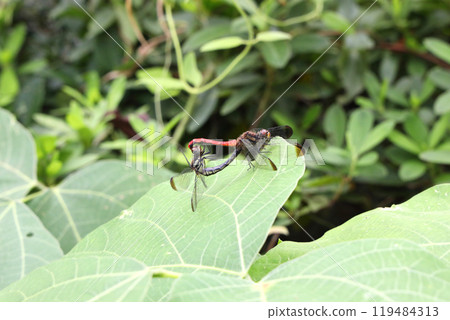 Mating of Risuakane Mating of Risuakane 119484313
