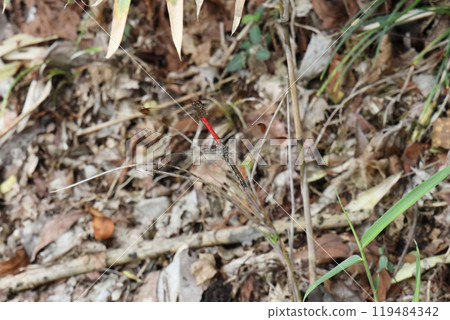 Squirrel Akane preparing for mating Squirrel Akane preparing for mating 119484342