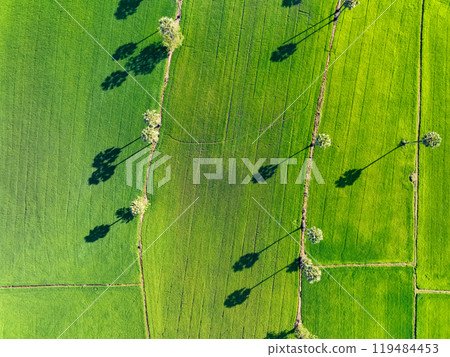 Aerial view of lush green rice field with sugar palm trees. Sustainable agriculture landscape. Sustainable rice farming. Rice cultivation. Green landscape. Organic farming. Sustainable land use. 119484453