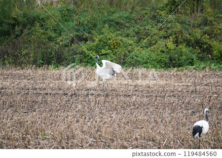 Dōdō的風景 119484560
