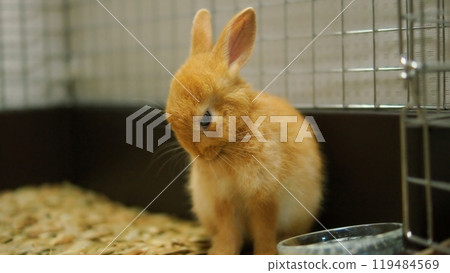 可愛的小兔子 可愛的小兔子 119484569