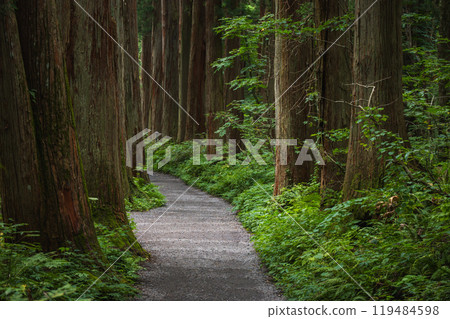 Cedar trees along the inner shrine approach [Togakushi Shrine] 119484598