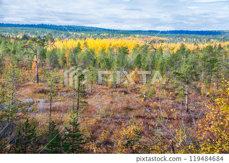 Midst of autumn in Boreal coniferous forests 119484684