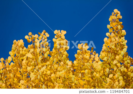 Autumn yellow foliage. Aspen leaves like gold coins Autumn yellow foliage. Aspen leaves like gold coins 119484701