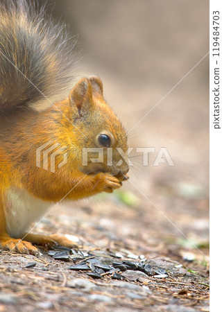 Red Squirrel on the gravel path in the Park Red Squirrel on the gravel path in the Park 119484703