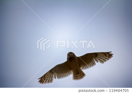 Short-eared owl (marsh owl, Asio flammeus) flies over nest Short-eared owl (marsh owl, Asio flammeus) flies over nest 119484705