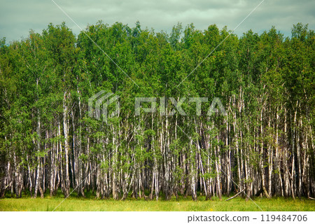 Beautiful landscape summer birchwood 119484706