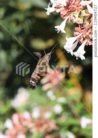 Horjak Horjak 119484727