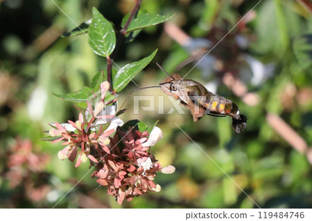 Horjak Horjak 119484746