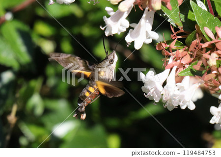 Horjak Horjak 119484753