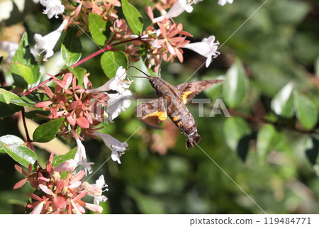 Horjak Horjak 119484771