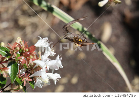 Horjak Horjak 119484789