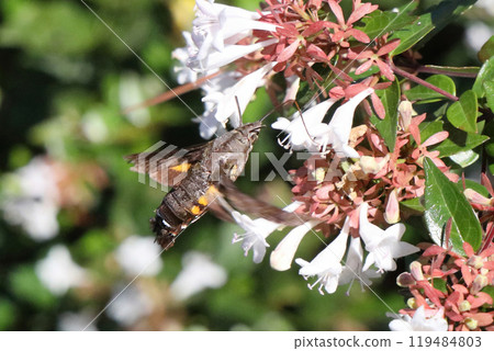 Horjak Horjak 119484803