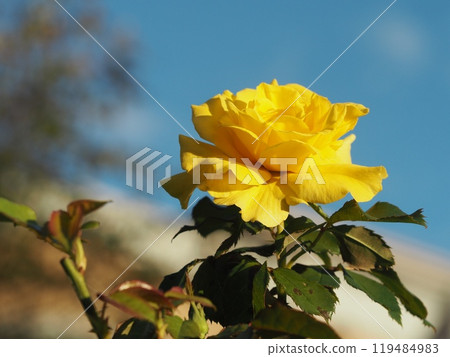 Yellow Roses Freesia 119484983